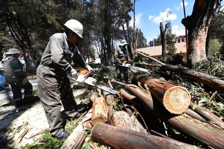 Se autoriza otra vez la tala de árboles. Foto: Alcaldía de La Paz