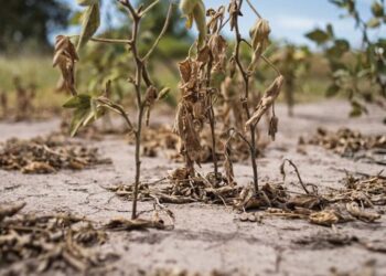 Un cultivo de soya afectado por inundaciones. Foto: Archivo.
