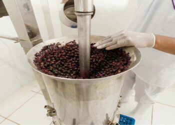proceso de producción de productos derivados del asaí. Foto: Archivo