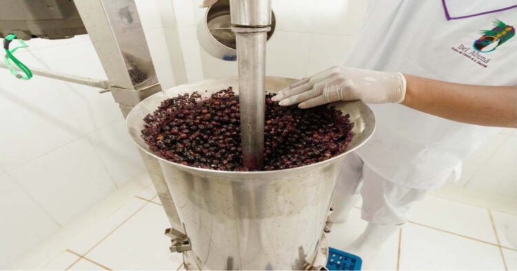 proceso de producción de productos derivados del asaí. Foto: Archivo