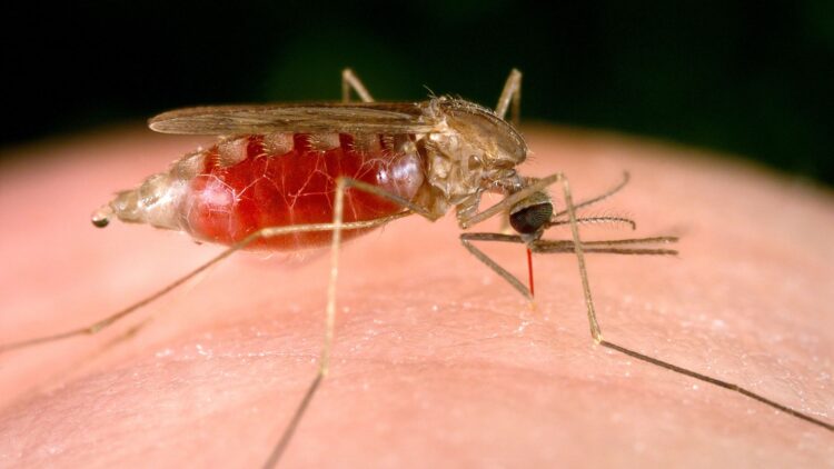 El mosquito de la Malaria. Foto: Archivo.