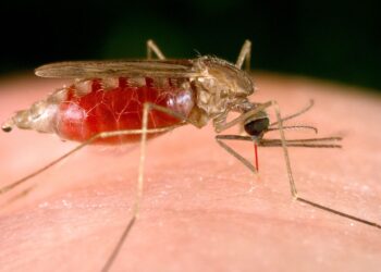 La enfermedad se transmite mediante la picadura de un mosquito infectado.
