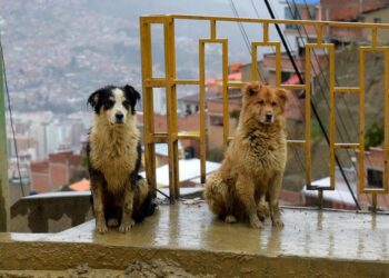 Algunas mascotas son víctimas del intenso frío de las madrugadas. Foto: Archivo La Razón.
