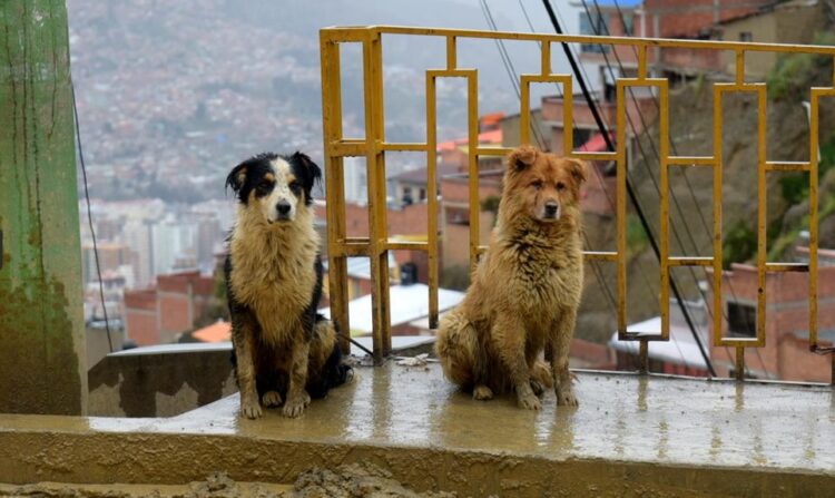 Algunas mascotas son víctimas del intenso frío de las madrugadas. Foto: Archivo La Razón.