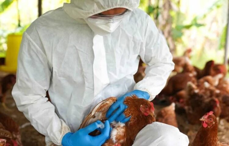 Trabajos de contención contra la gripe aviar. Foto: Archivo