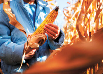 El Gobierno impulsó la producción agrícola con biotecnología (imagen referencial). Foto: Archivo.