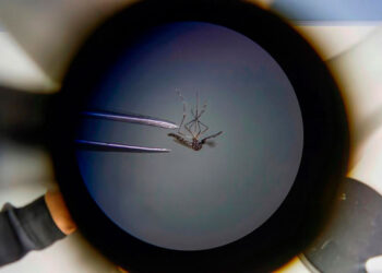 dengue_argentina.jpg