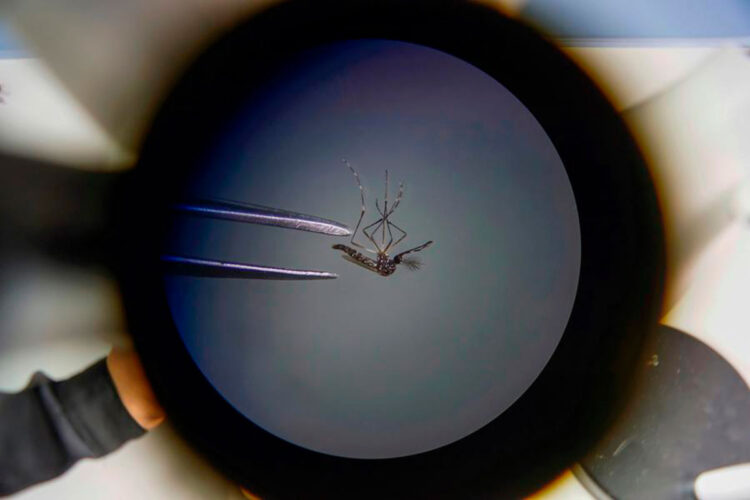 dengue_argentina.jpg
