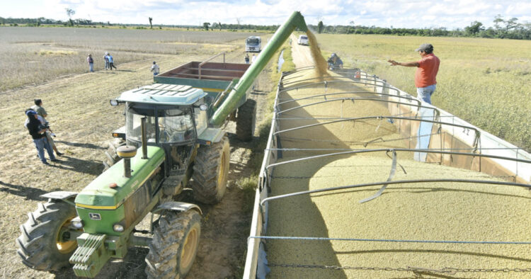 Los productores soyeros almacenan el grano luego de realizar la cosecha. Santa Cruz es el mayor productor de la oleaginosa.
