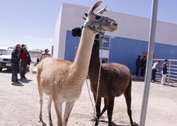 Una llama del sector camélido. Foto: Archivo.