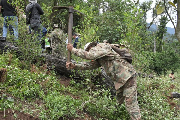 La labores de erradicación continúan