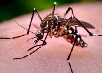 El mosquito transmisor de enfermedades. Foto: Archivo La Razón.