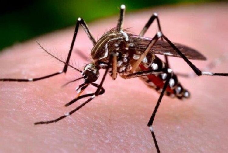 El mosquito transmisor de enfermedades. Foto: Archivo La Razón.
