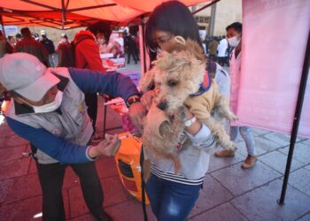 La rabia se previene mediante la vacunación. Foto: Archivo La Razón.