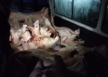 La carne de cerdo estaba dentro de dos minibuses