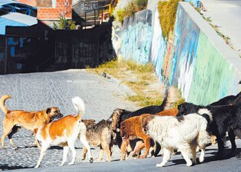 Con una norma, la Alcaldía de La Paz busca limitar la cantidad de mascotas en el hogar.