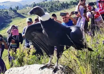 El cóndor Wiñaypaq de retorno a su hábitat.