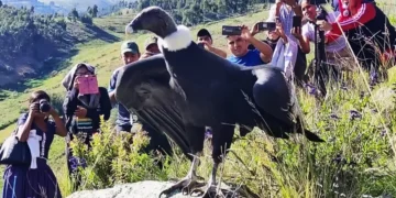 El cóndor Wiñaypaq de retorno a su hábitat.