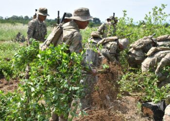 Efectivos de la Fuerza de Tarea Conjunta erradican una plantación de coca ilegal.
Foto: Archivo
