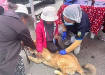 Las mascotas fueron vacunadas y desparasitadas