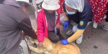Las mascotas fueron vacunadas y desparasitadas