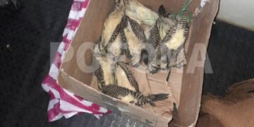 Los pájaros carpinteros disecados eran trasladados a Oruro.