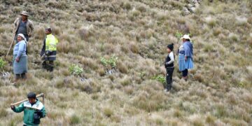 Funcionarios de la Gobernación realizan reforestación en áreas verdes y degradadas por los incendios forestales.