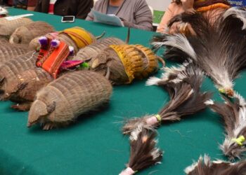 Plumas y quirquinchos disecados decomisados.