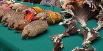 Plumas y quirquinchos disecados decomisados.