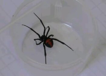 araña
