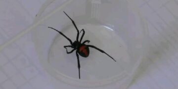 araña