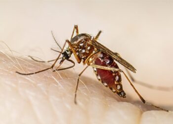 dengue
