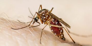 dengue