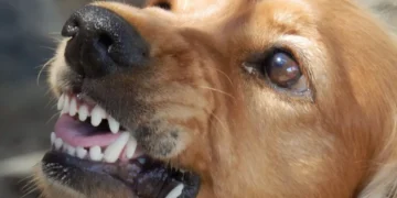 Sucre registra el séptimo caso de rabia canina.