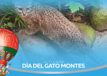 gato.jpg