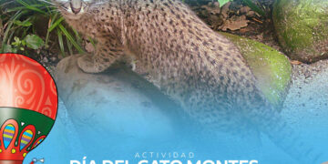 gato.jpg