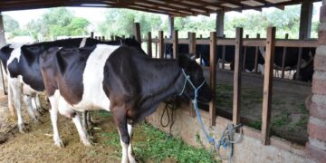 leche