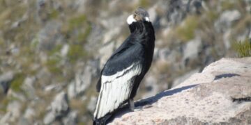 cóndor
