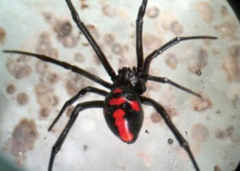 En caso de una picadura de viuda negra se debe acudir a un centro de salud, de forma inmediata. Foto: Inlasa.
