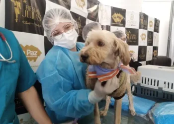La Alcaldía lanza campaña de esterilización de perros y gatos.