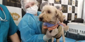 La Alcaldía lanza campaña de esterilización de perros y gatos.