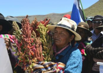 La producción de quinua en el país.