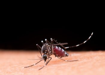 El virus Mayaro se transmite por la picadura de mosquitos hembra del género Haemagogus.
