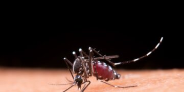 El virus Mayaro se transmite por la picadura de mosquitos hembra del género Haemagogus.