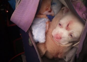 Los cachorritos estaban en una bolsa