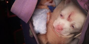 Los cachorritos estaban en una bolsa