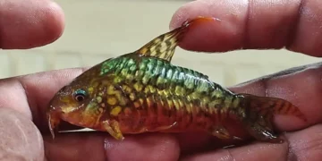 Los aprehendidos tenían una gran variedad de peces/Pofoma