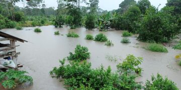 Las lluvias afectaron no solo los cultivos agrícolas y pecuarios además de carreteras.