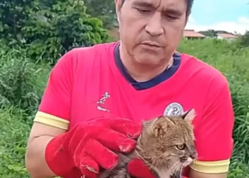Marco Greminger muestra al felino rescatado