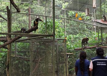 Al menos 53 animales silvestres fueron rescataos por la Gobernación de Cochabamba y Pofoma.